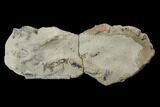 Fossil Lobster (Meyeria) - Cretaceous, Isle of Wight #93908-2